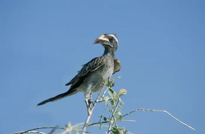 Framed Print : African Grey Hornbill (Tockus nasutus)