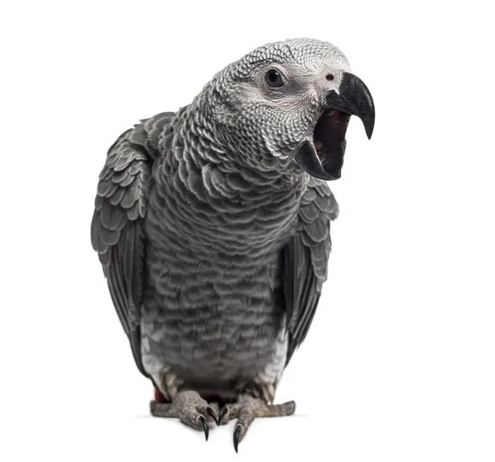 Framed Print : African Grey Parrot (3 months old) isolated on white