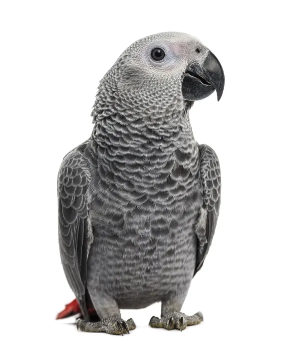 Framed Print : African Grey Parrot (3 months old) isolated on white