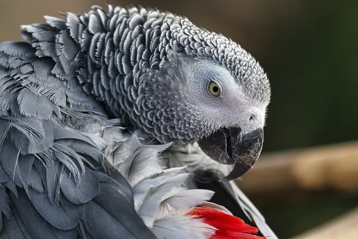 Framed Print : African grey parrot (Psittacus erithacus)