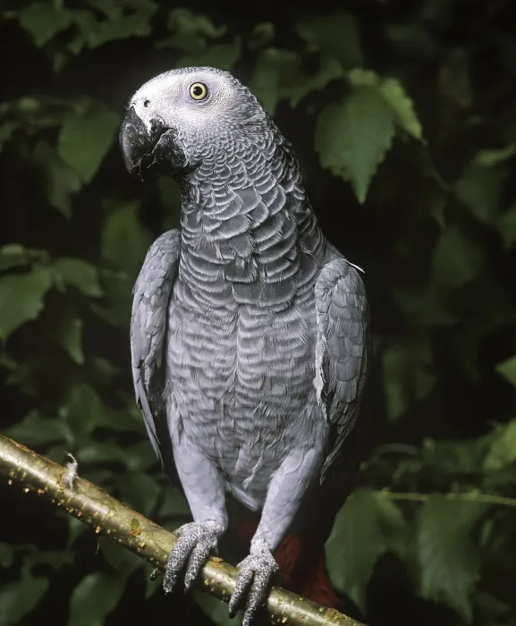 Framed Print : African Grey Parrot (psittacus erithacus)
