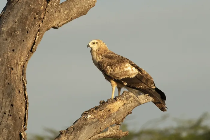 Framed Print : African Harrier-Hawk (Polyboroides typus) juvenile