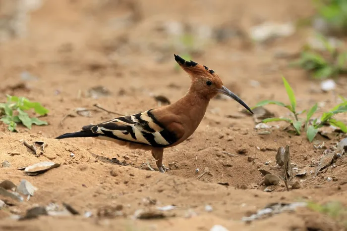 Framed Print : African hoopoe (Upupa africana) Framed Print : African hoopoe (Upupa africana)