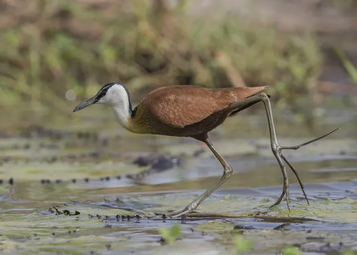 Framed Print : African Jacana (Actophilornis africanus) foraging