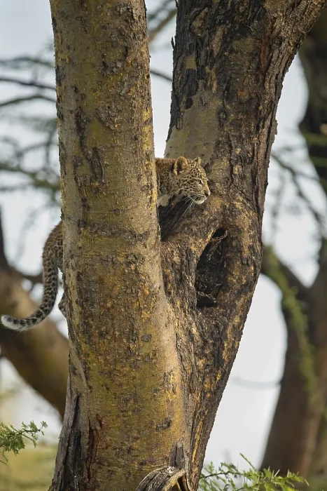 Framed Print : African leopard cub on an Acacia tree in Masai Mara Wildlife Refuge in Kenya