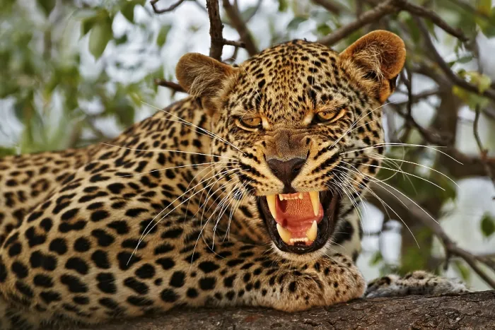 Framed Print : African leopard (Panthera pardus pardus) Framed Print : African leopard (Panthera pardus pardus)