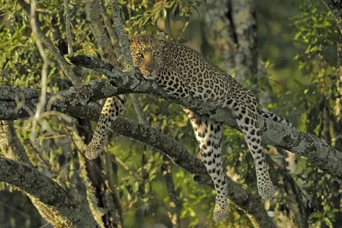 Framed Print : African Leopard (Panthera pardus pardus) resting on the branch of a tree