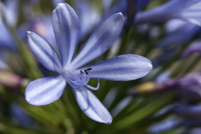 Framed Print : African Lily (Agapanthus), Madeira, Portugal