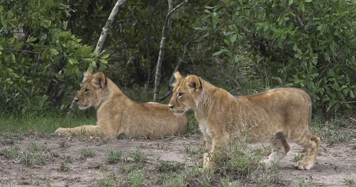 Framed Print : African Lion (panthera leo), cubs playing Framed Print : African Lion (panthera leo), cubs playing