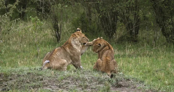 Framed Print : African Lion (panthera leo), cubs playing Framed Print : African Lion (panthera leo), cubs playing