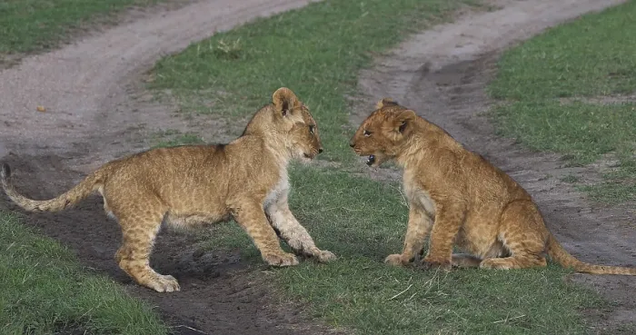 Framed Print : African Lion (panthera leo), Cubs playing