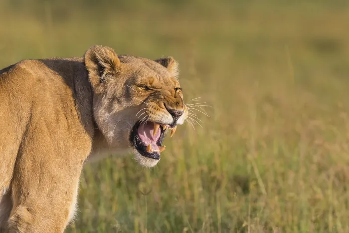 Framed Print : African Lion (Panthera leo), female snarling