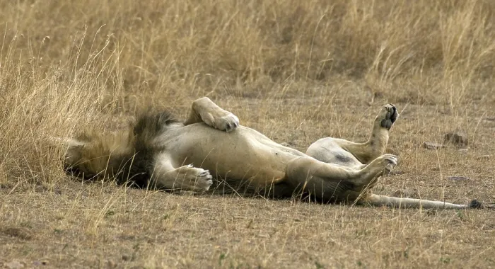 Framed Print : African Lion (Panthera leo) male resting after copulation