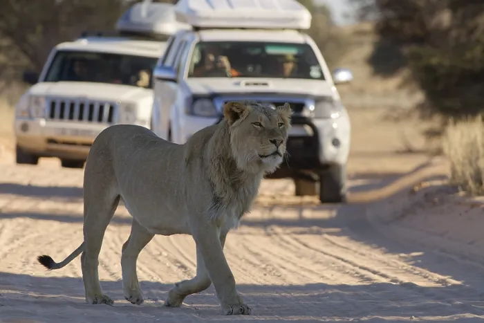 Framed Print : African lion (Panthera leo), male walking on a dirt road