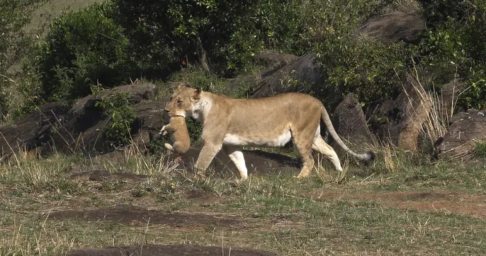 Framed Print : African Lion (panthera leo), Mother carrying Cub in its Mouth