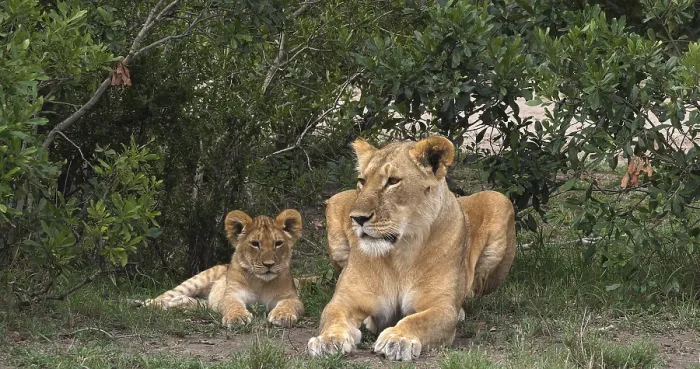 Framed Print : African Lion (panthera leo), Mother and Cub