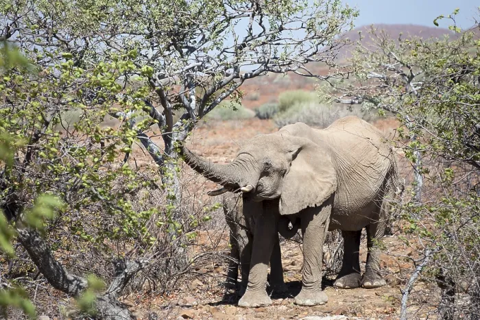 Framed Print : African (Loxodonta africana) Desert Elephant