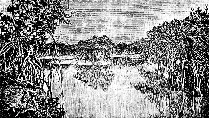 Framed Print : African mangrove forest at low tide Framed Print : African mangrove forest at low tide