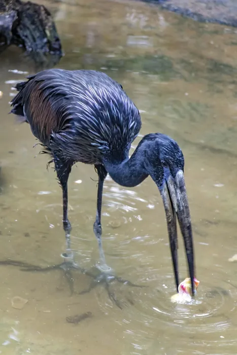 Framed Print : The African openbill (Anastomus lamelligerus) eating in the water Framed Print : The African openbill (Anastomus lamelligerus) eating in the water