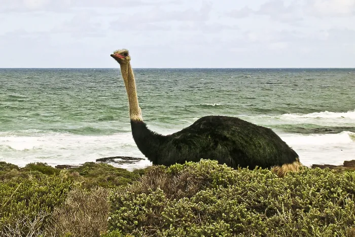 Framed Print : African ostrich on the Cape Peninsula