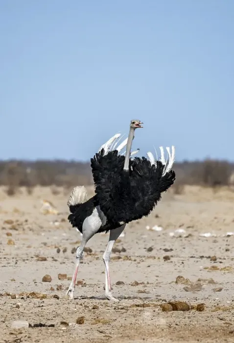 Framed Print : African ostrich (Struthio camelus)