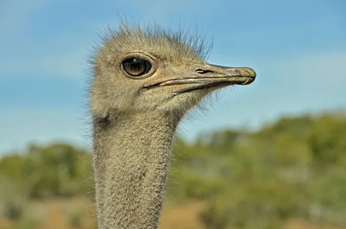 Framed Print : African Ostrich (Struthio camelus) Framed Print : African Ostrich (Struthio camelus)
