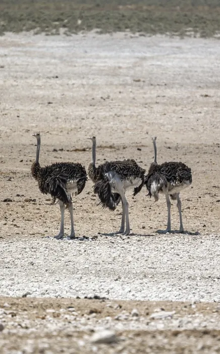 Framed Print : African ostrich (Struthio camelus) Framed Print : African ostrich (Struthio camelus)