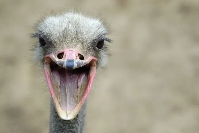 Framed Print : African Ostrich (Struthio camelus), portrait