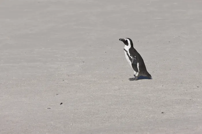 Framed Print : African penguin or Black-footed penguin (Spheniscus demersus) at the Boulders Colony