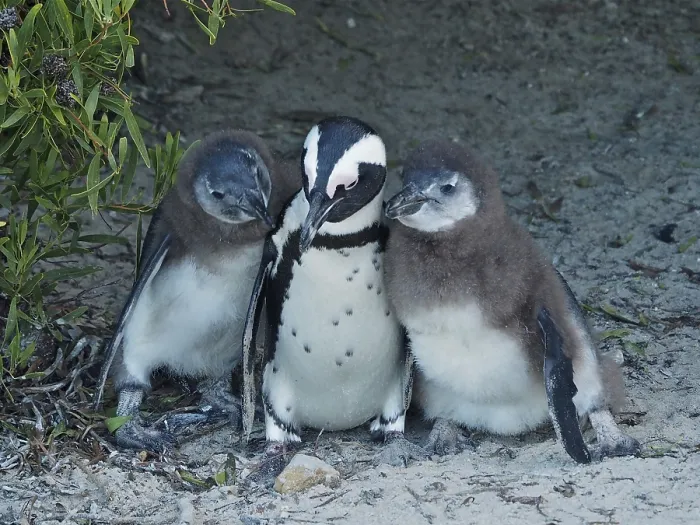 Framed Print : African penguin chick (Spheniscus demersus)