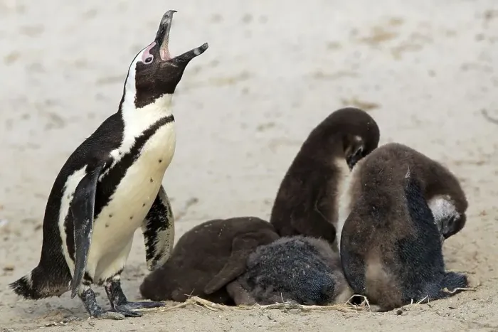 Framed Print : African penguin (Spheniscus demersus)