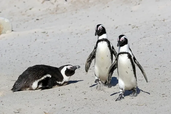 Framed Print : African penguin (Spheniscus demersus)