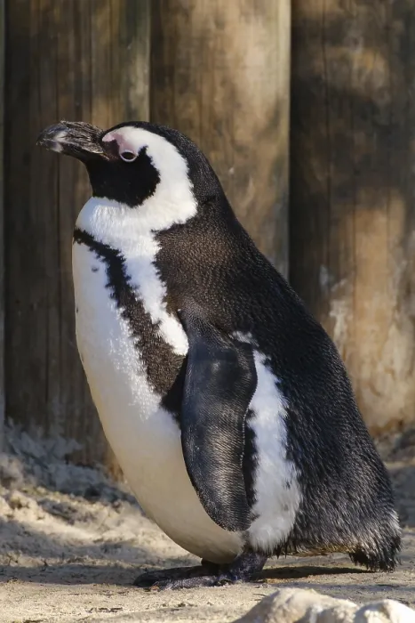 Framed Print : African penguin (Spheniscus demersus)