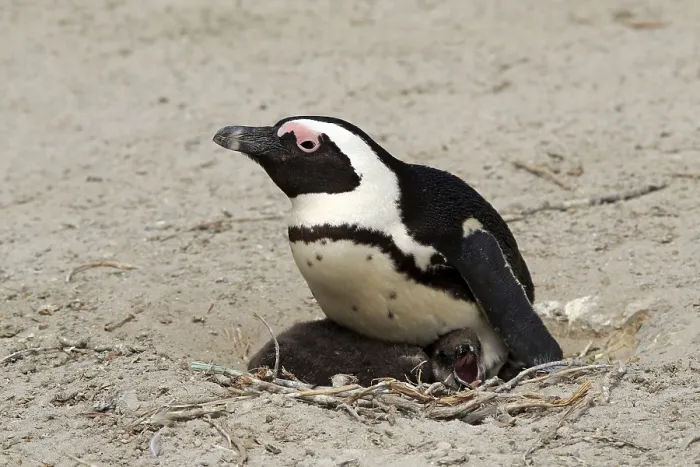 Framed Print : African penguin (Spheniscus demersus) Framed Print : African penguin (Spheniscus demersus)