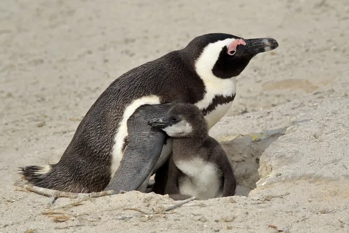 Framed Print : African penguin (Spheniscus demersus)