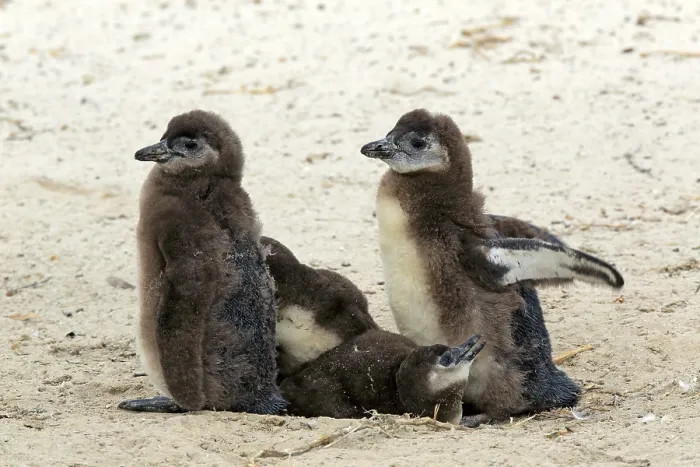 Framed Print : African penguin (Spheniscus demersus) Framed Print : African penguin (Spheniscus demersus)