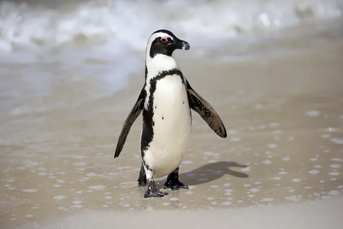Framed Print : African penguin (Spheniscus demersus) Framed Print : African penguin (Spheniscus demersus)
