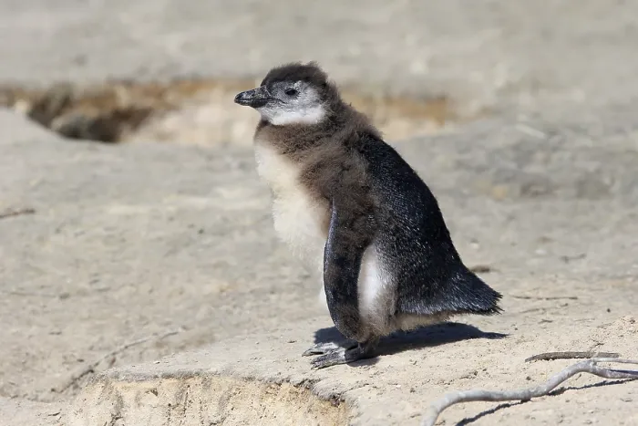 Framed Print : African penguin (Spheniscus demersus)