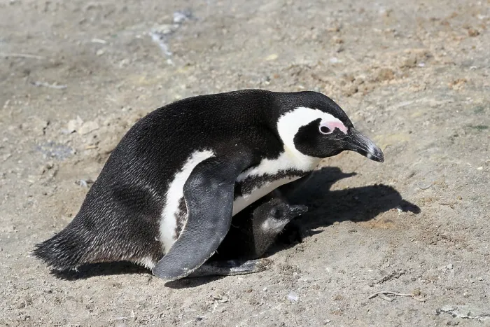 Framed Print : African penguin (Spheniscus demersus) Framed Print : African penguin (Spheniscus demersus)