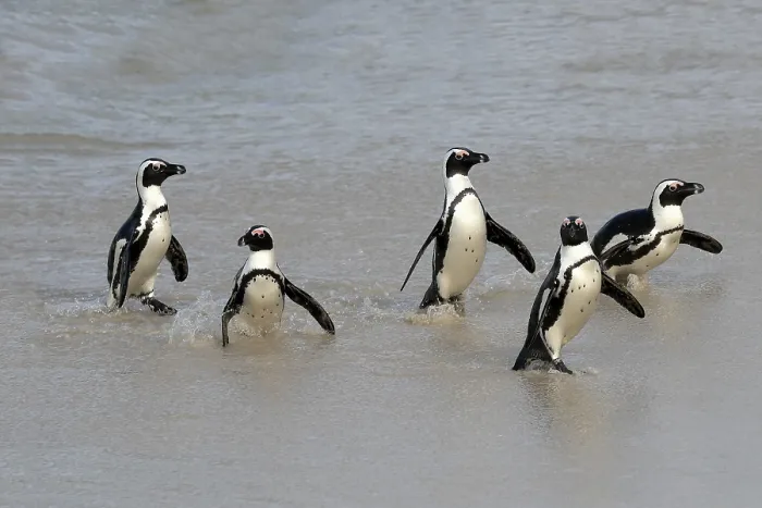 Framed Print : African penguin (Spheniscus demersus)
