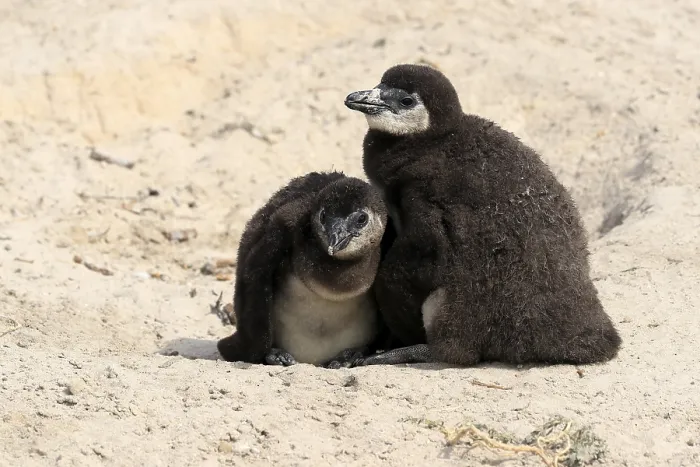 Framed Print : African penguin (Spheniscus demersus)
