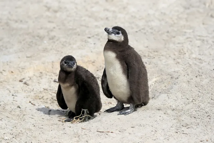 Framed Print : African penguin (Spheniscus demersus) Framed Print : African penguin (Spheniscus demersus)