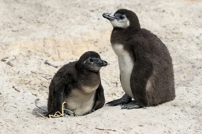 Framed Print : African penguin (Spheniscus demersus)