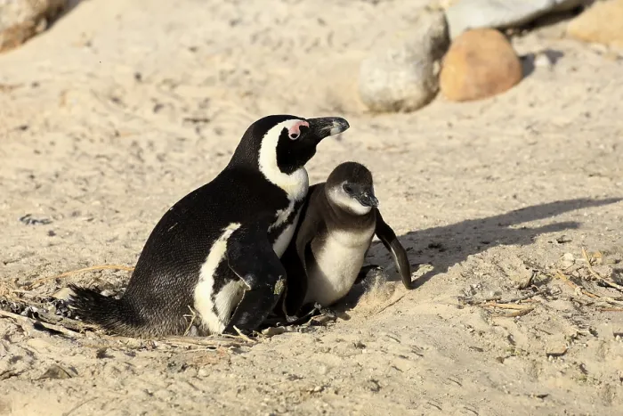 Framed Print : African penguin (Spheniscus demersus)