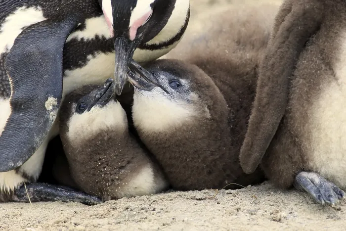 Framed Print : African penguin (Spheniscus demersus) and juveniles Framed Print : African penguin (Spheniscus demersus) and juveniles