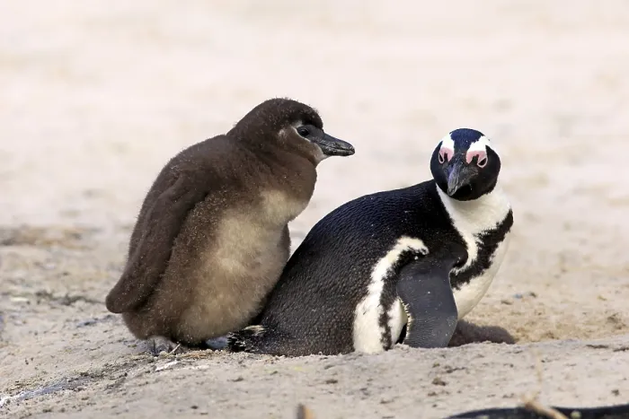 Framed Print : African penguin (Spheniscus demersus) with young