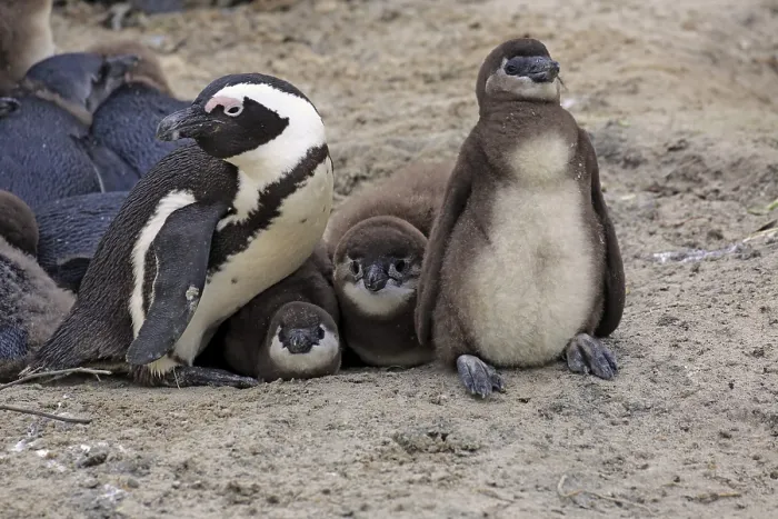 Framed Print : African penguin (Spheniscus demersus) with young