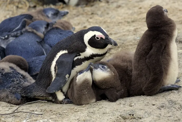 Framed Print : African penguin (Spheniscus demersus) with young