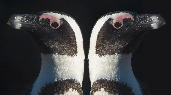 Framed Print : African penguins (Spheniscus demersus)