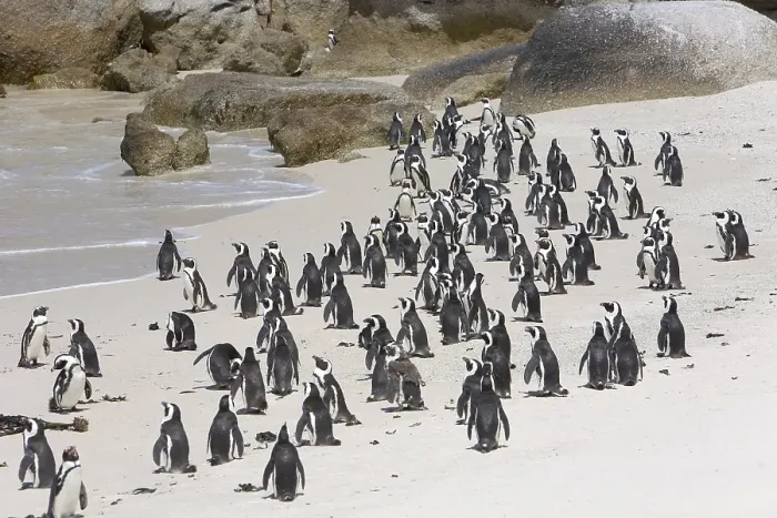 Framed Print : African Penguins (Spheniscus demersus) on Boulders Beach near Cape Town
